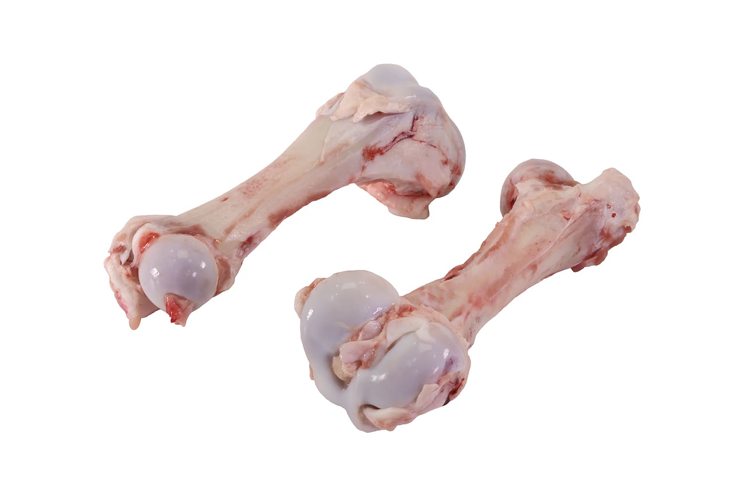 FEMUR BONE